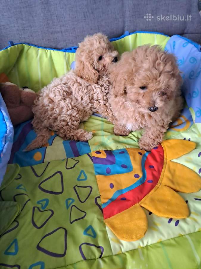 Maltipoo šuniukai - nuotraukos Nr. 2