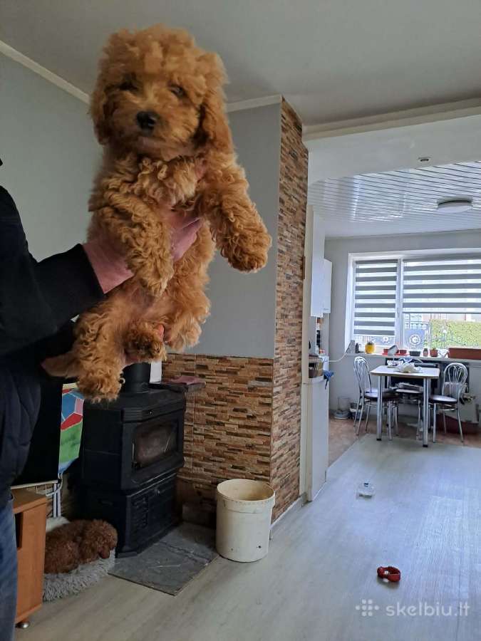 Maltipoo šuniukai - nuotraukos Nr. 3