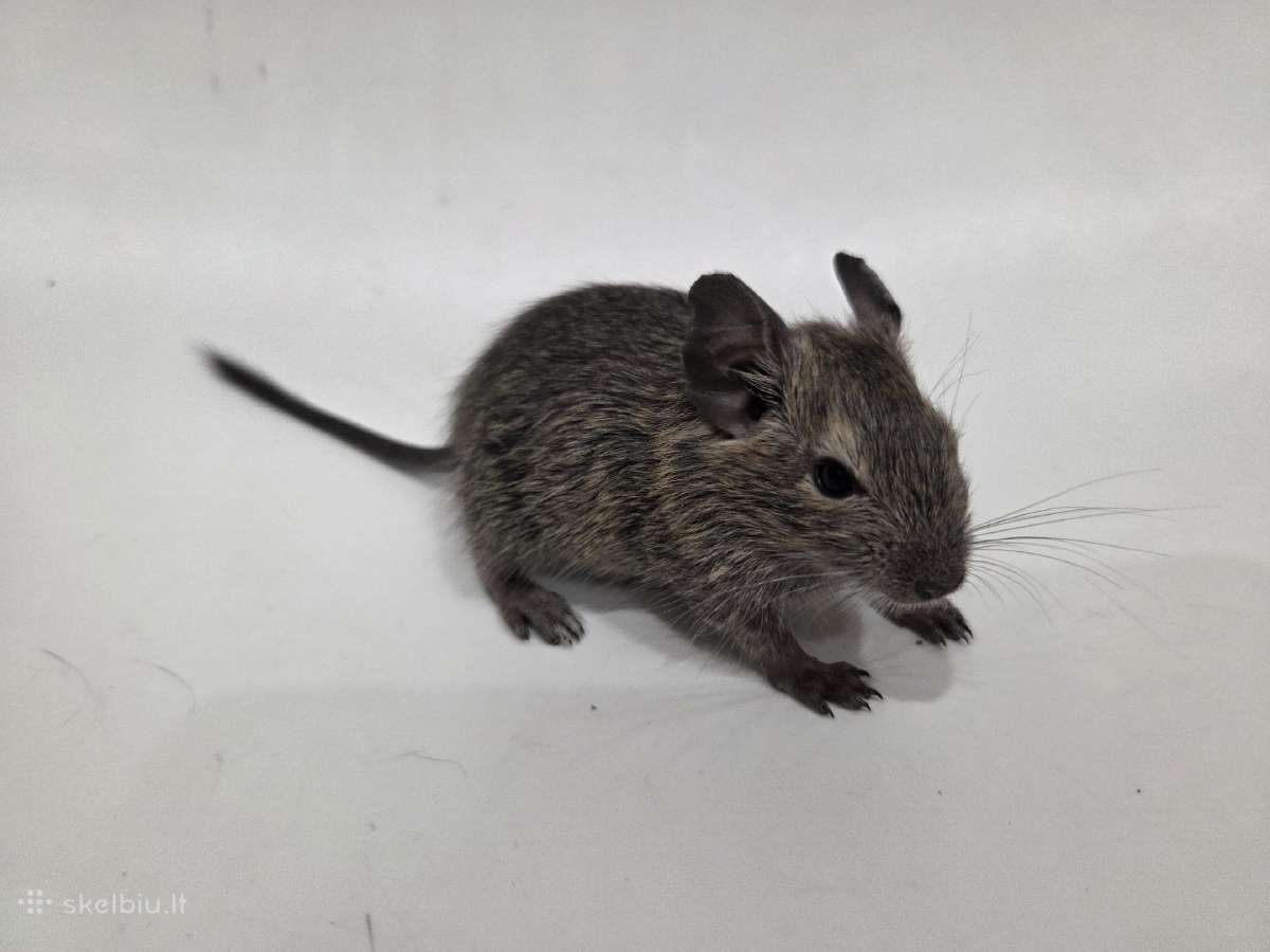 Degu mažyliai - nuotraukos Nr. 2
