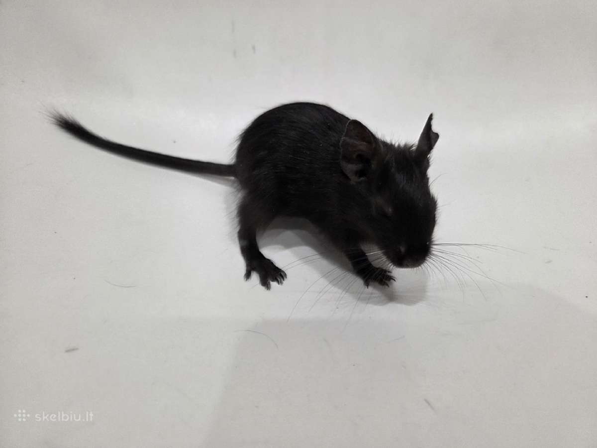 Degu mažyliai - nuotraukos Nr. 3