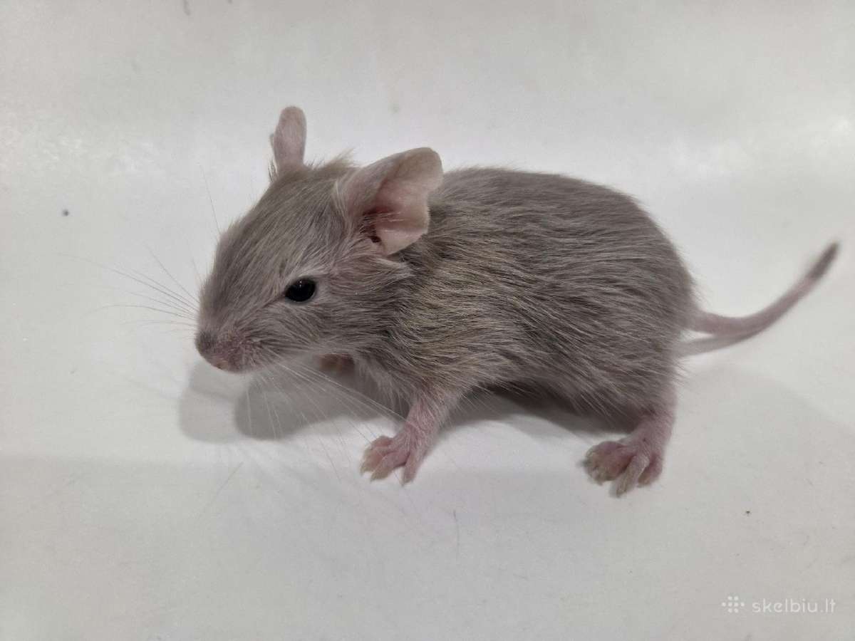 Degu mažyliai - nuotraukos Nr. 4