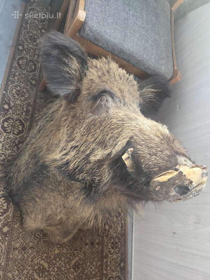 Parduodamas šerno galvos iškamša, erelio skulptūra - nuotraukos Nr. 2