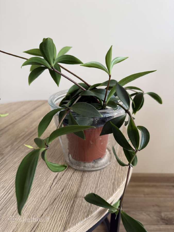 Peperomia pereskiifolia - nuotraukos Nr. 2