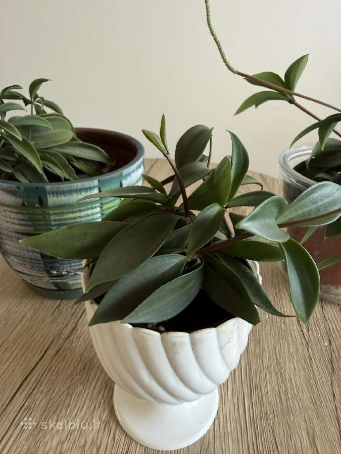 Peperomia pereskiifolia - nuotraukos Nr. 3
