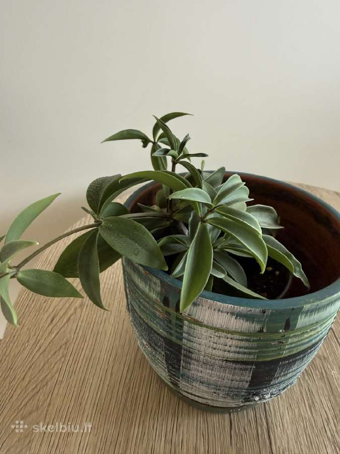 Peperomia pereskiifolia - nuotraukos Nr. 4