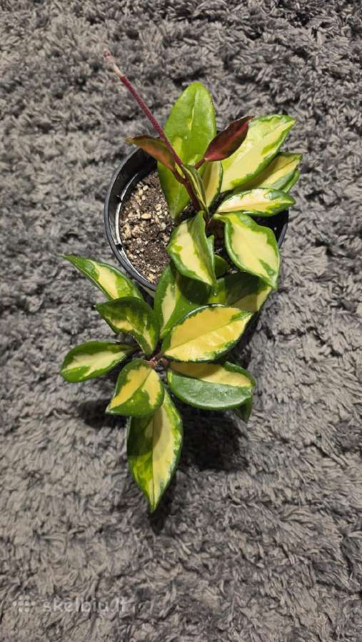 Vaškuolė Hoya carnosa - nuotraukos Nr. 2