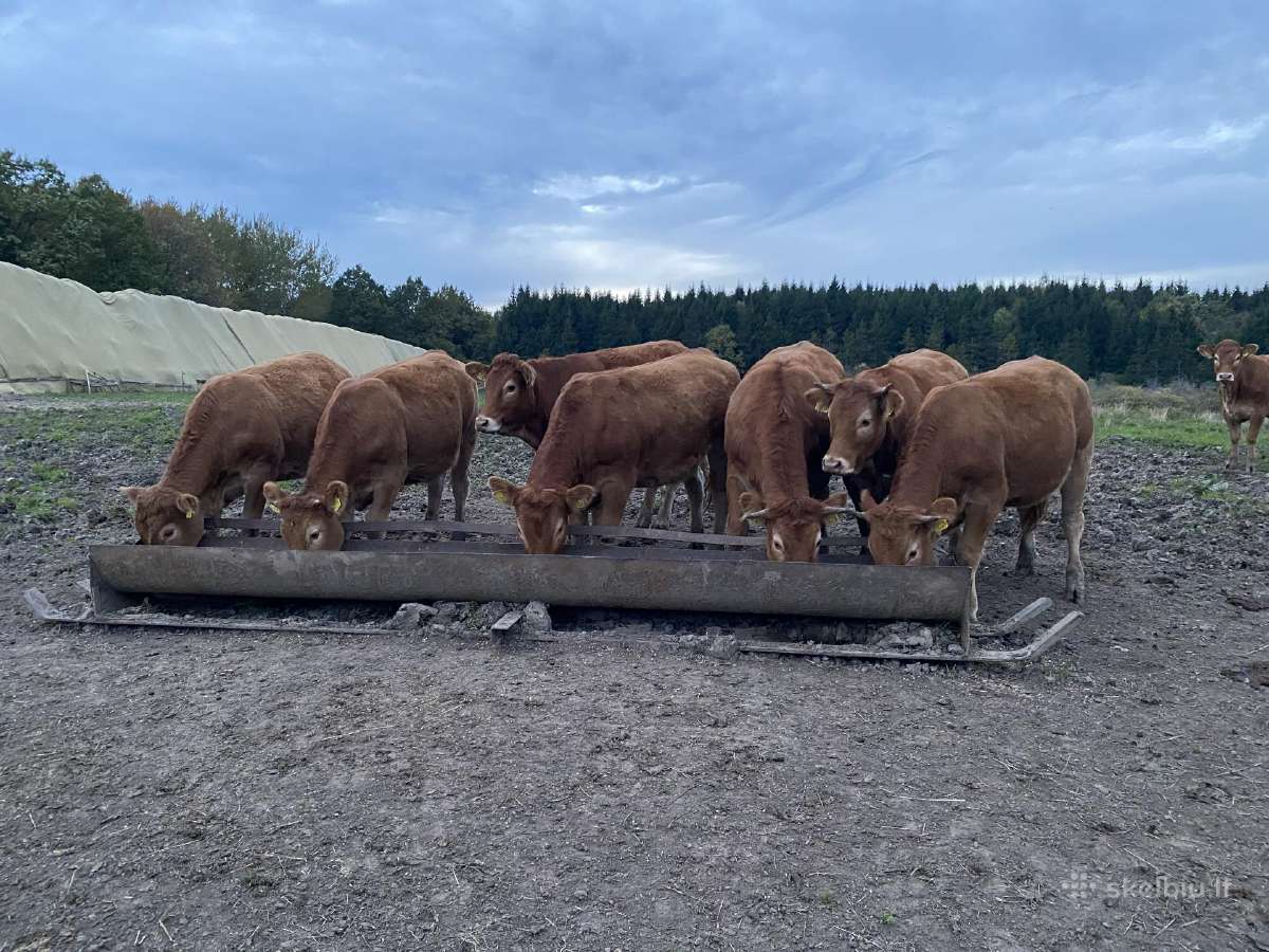 Parduodu limuzinų veislės telyčios - nuotraukos Nr. 2