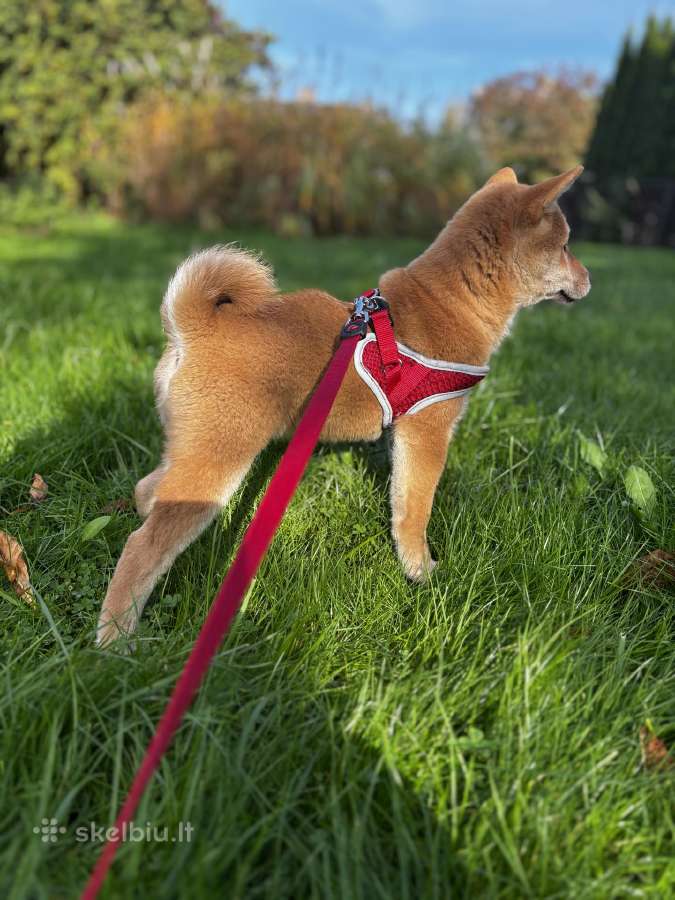 Shiba - nuotraukos Nr. 2