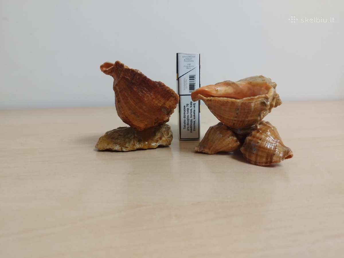 Vintažinės peleninės iš kriauklių - nuotraukos Nr. 12