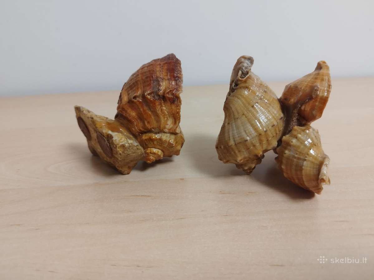 Vintažinės peleninės iš kriauklių - nuotraukos Nr. 10