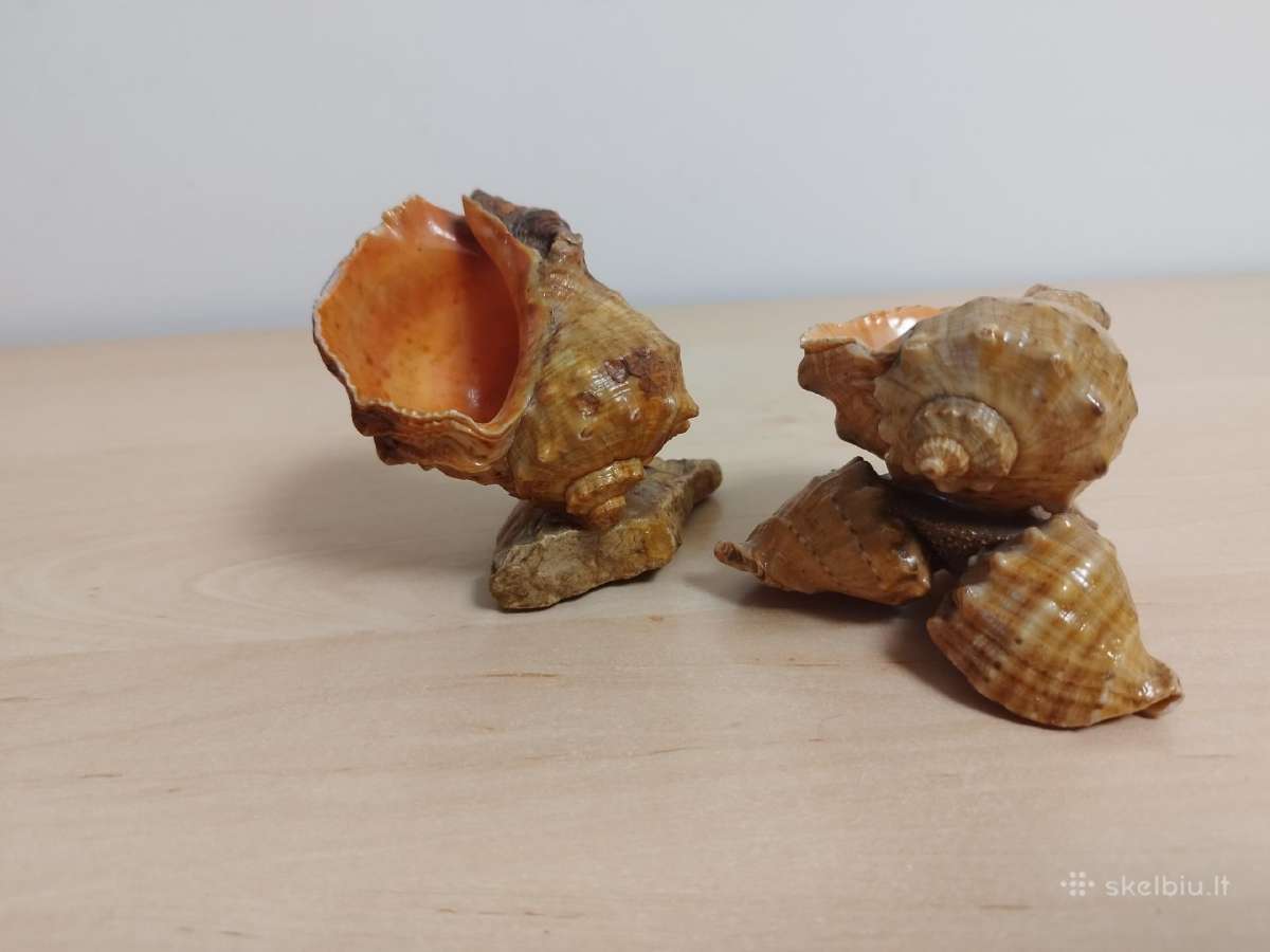 Vintažinės peleninės iš kriauklių - nuotraukos Nr. 11