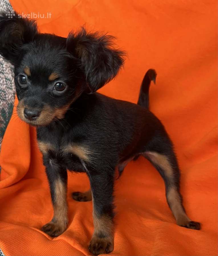 Ilgaplaukius toy terrier - nuotraukos Nr. 7
