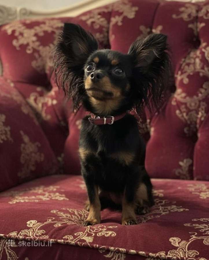 Ilgaplaukius toy terrier - nuotraukos Nr. 8