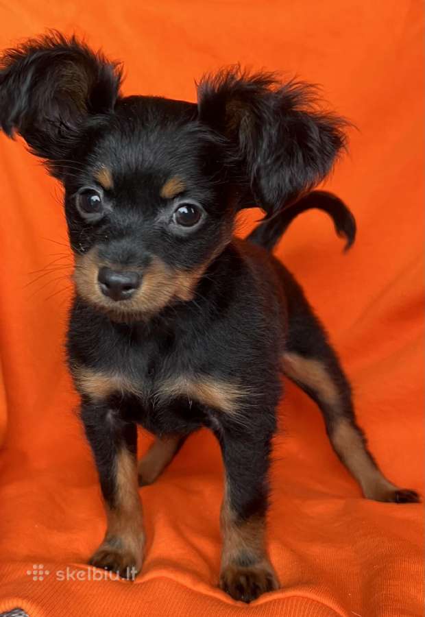 Ilgaplaukius toy terrier - nuotraukos Nr. 6