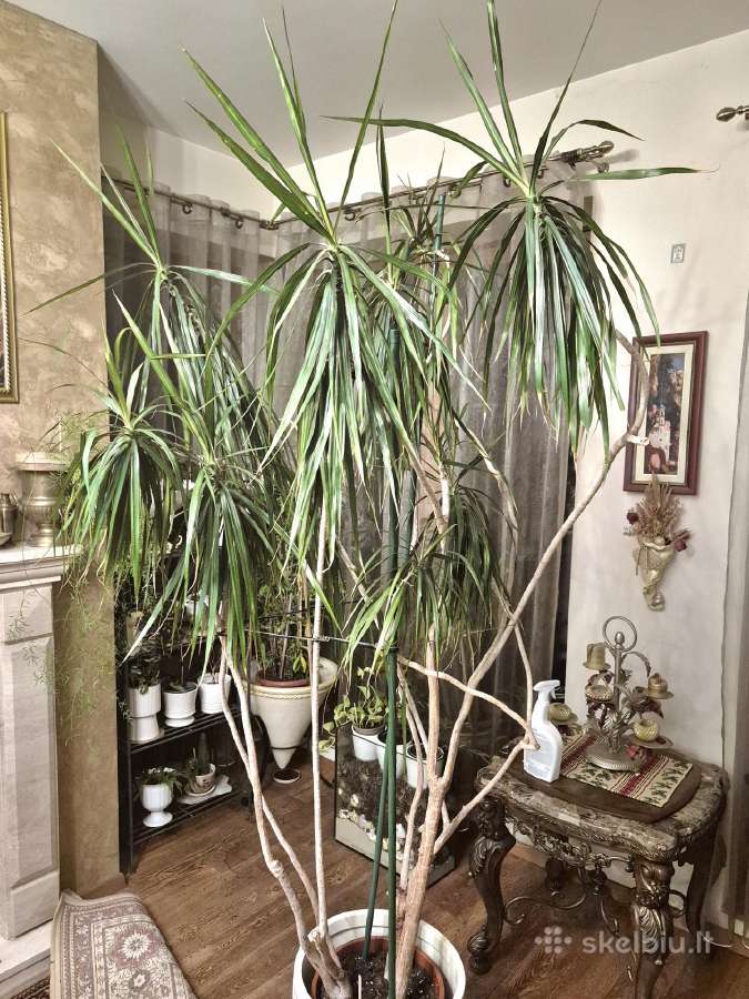 Kambarine gele-medis"dracena"-200 cm. - nuotraukos Nr. 3