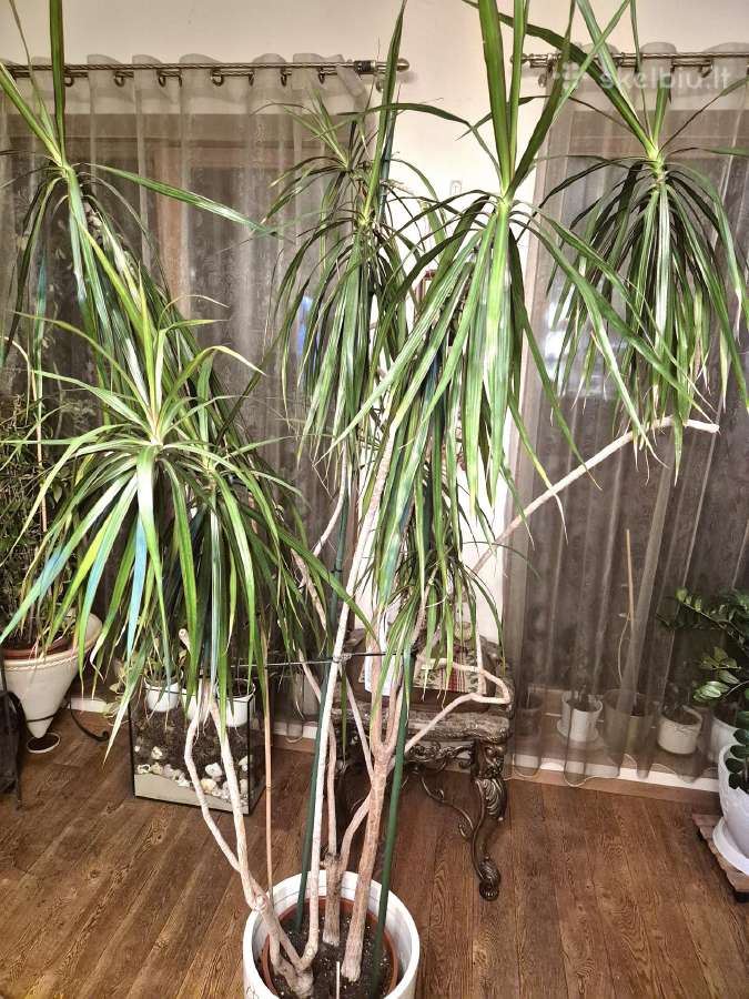 Kambarine gele-medis"dracena"-200 cm. - nuotraukos Nr. 4