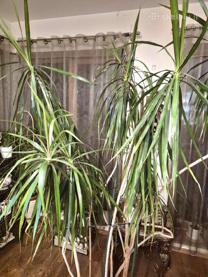 Kambarine gele-medis"dracena"-200 cm. - nuotraukos Nr. 5