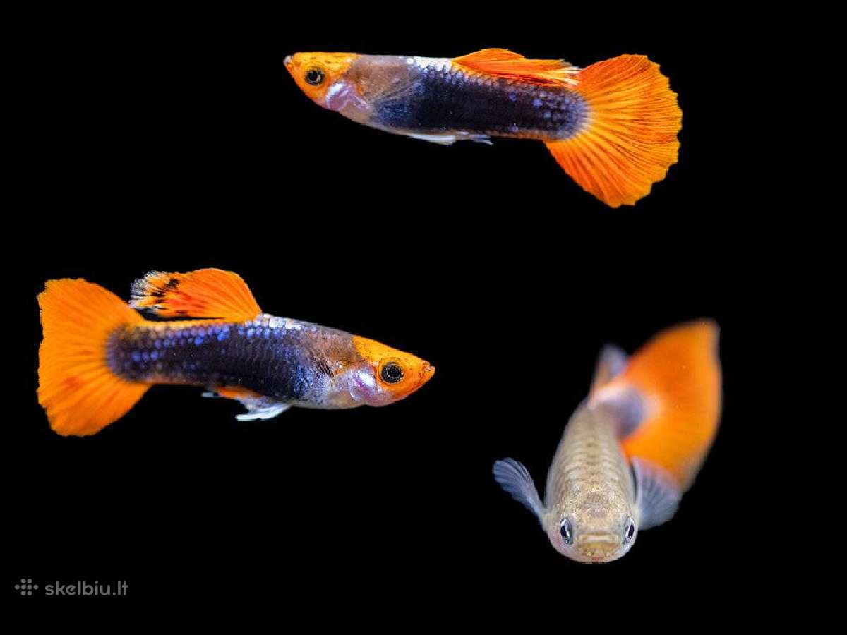 Tuxedo Koi guppy - nuotraukos Nr. 2