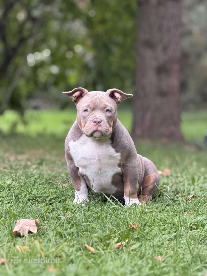 American Bully Pocket - nuotraukos Nr. 4
