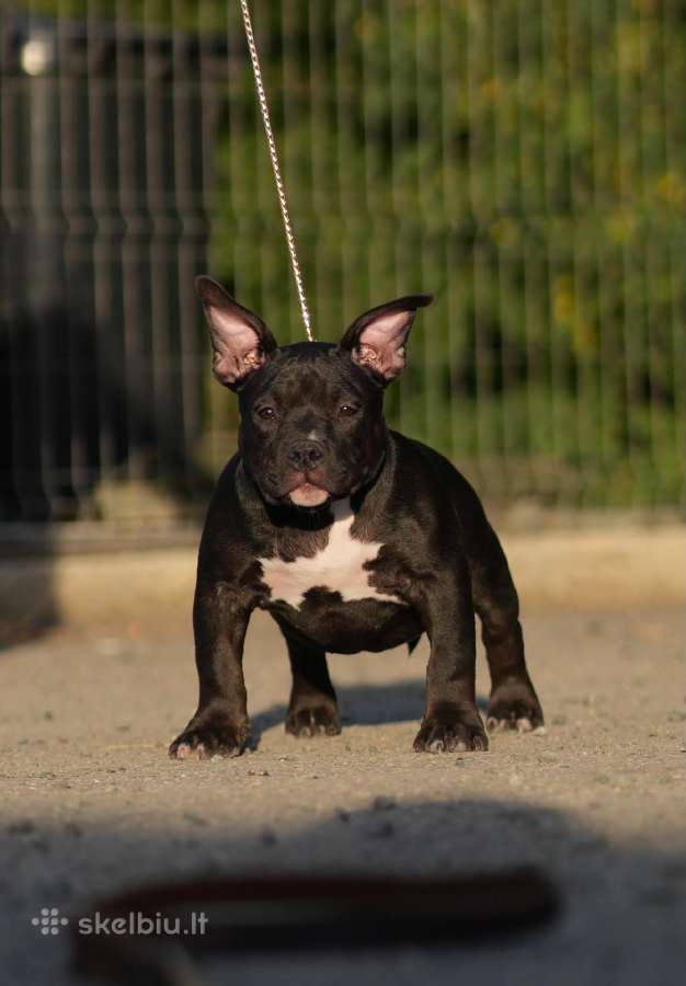 American Bully Pocket - nuotraukos Nr. 2