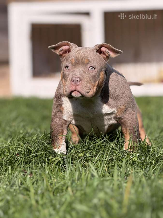 American Bully Pocket - nuotraukos Nr. 3