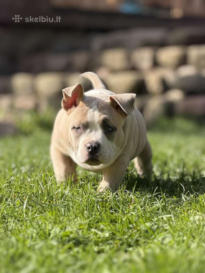American Bully Pocket - nuotraukos Nr. 5