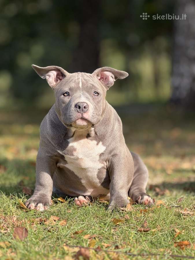 American Bully Pocket - nuotraukos Nr. 7