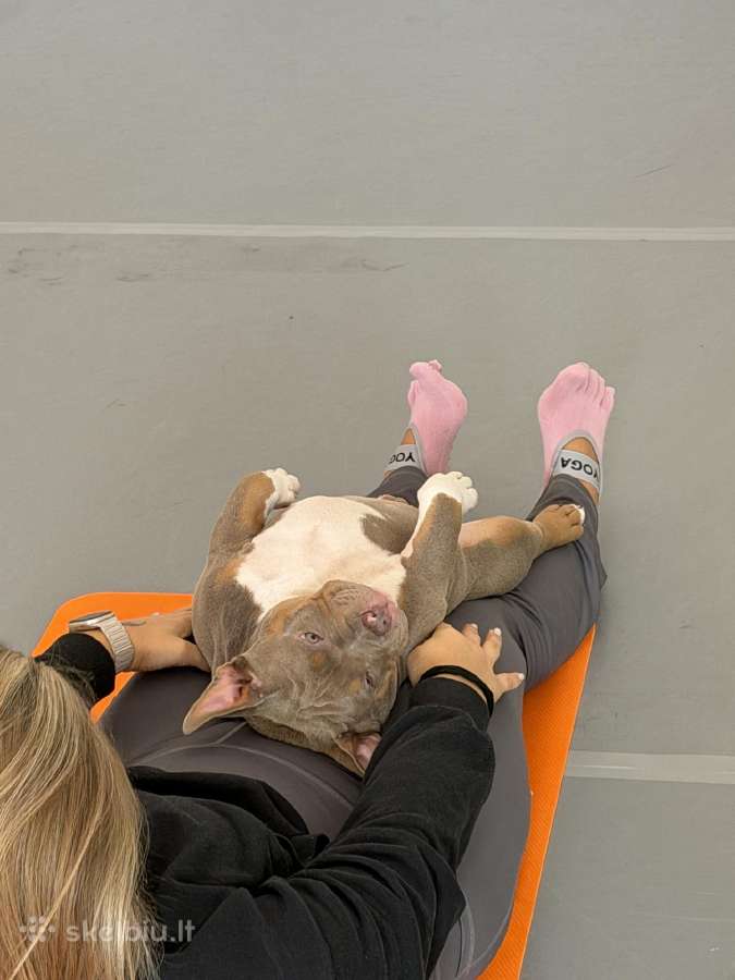 American Bully Pocket - nuotraukos Nr. 6