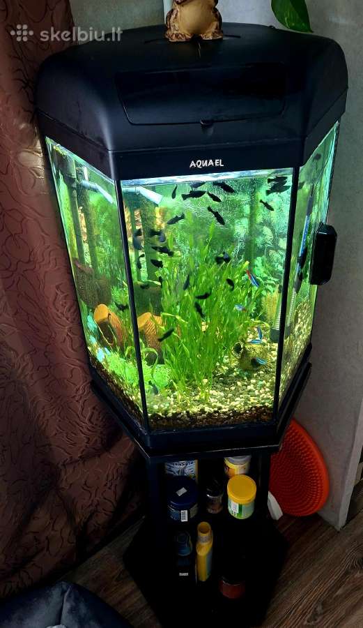 Akvariumas su spintele - nuotraukos Nr. 3