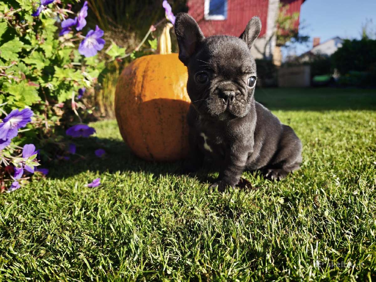 Prancuzu buldogai/ French Bulldog - nuotraukos Nr. 3