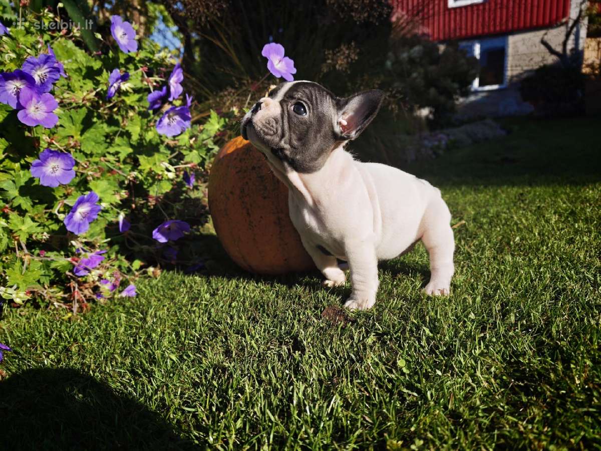 Prancuzu buldogai/ French Bulldog - nuotraukos Nr. 4