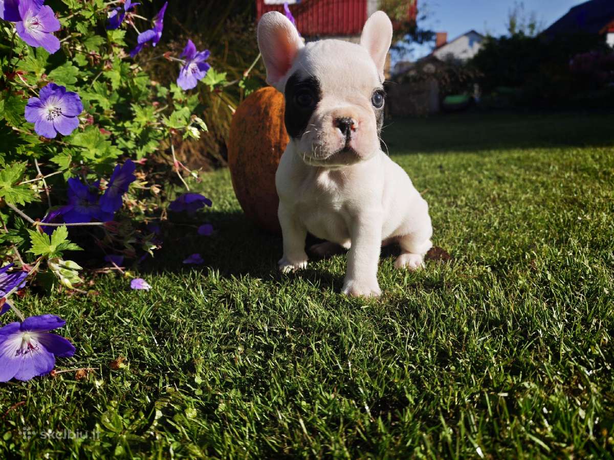 Prancuzu buldogai/ French Bulldog - nuotraukos Nr. 5