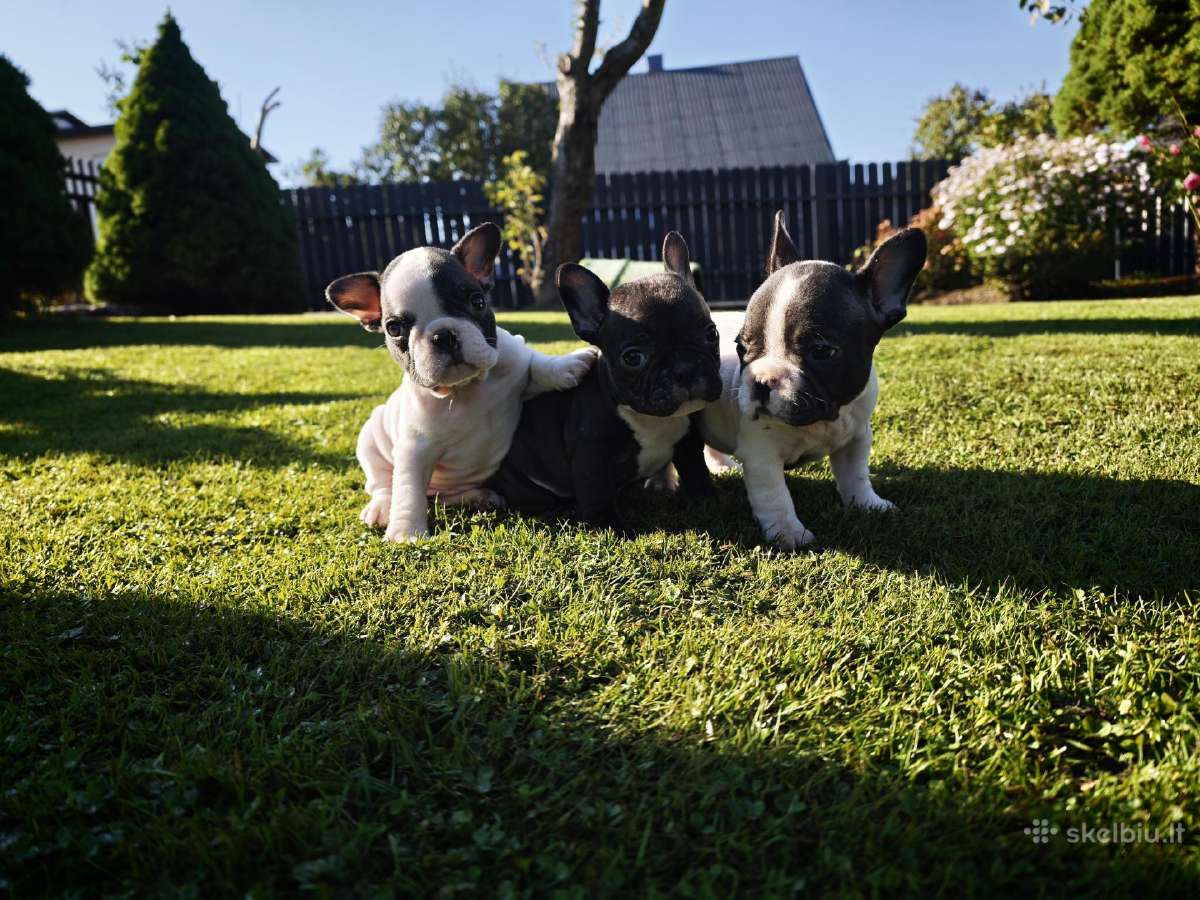 Prancuzu buldogai/ French Bulldog - nuotraukos Nr. 6