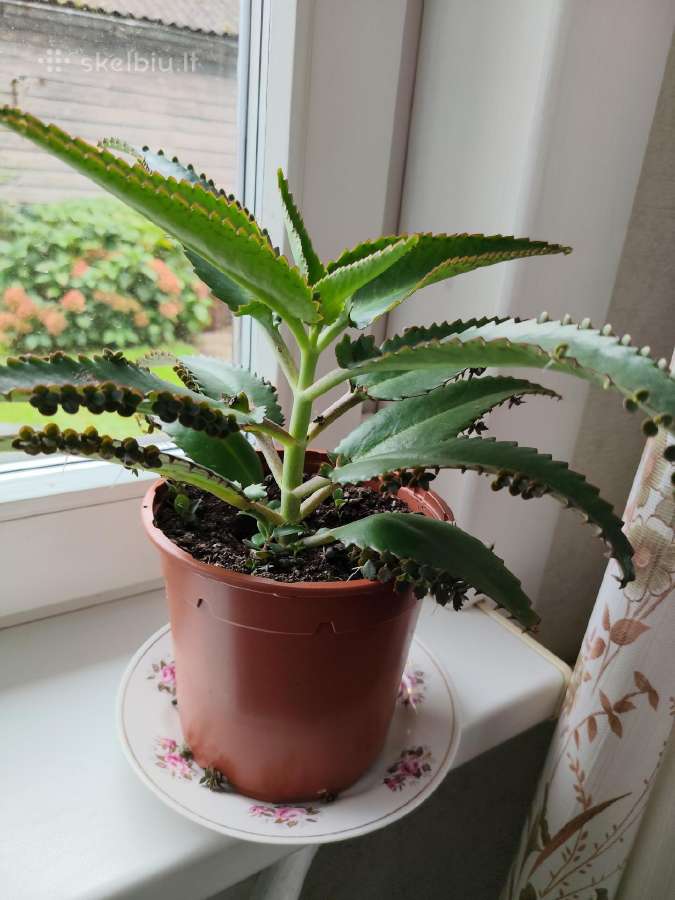 Kalankė paleistuvė - nuotraukos Nr. 9