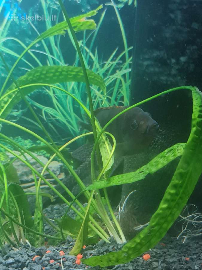 Dovanoju Ancistrusus - nuotraukos Nr. 2