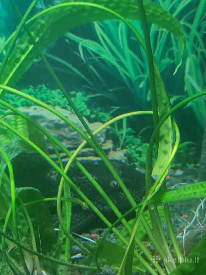 Dovanoju Ancistrusus - nuotraukos Nr. 4