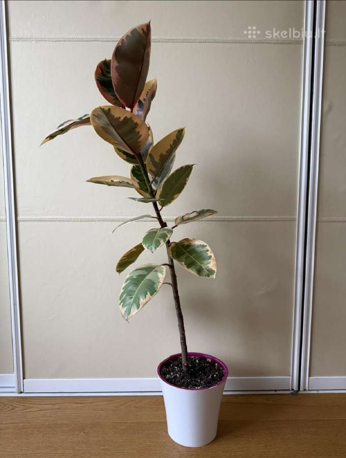 Ficus Belize - nuotraukos Nr. 2