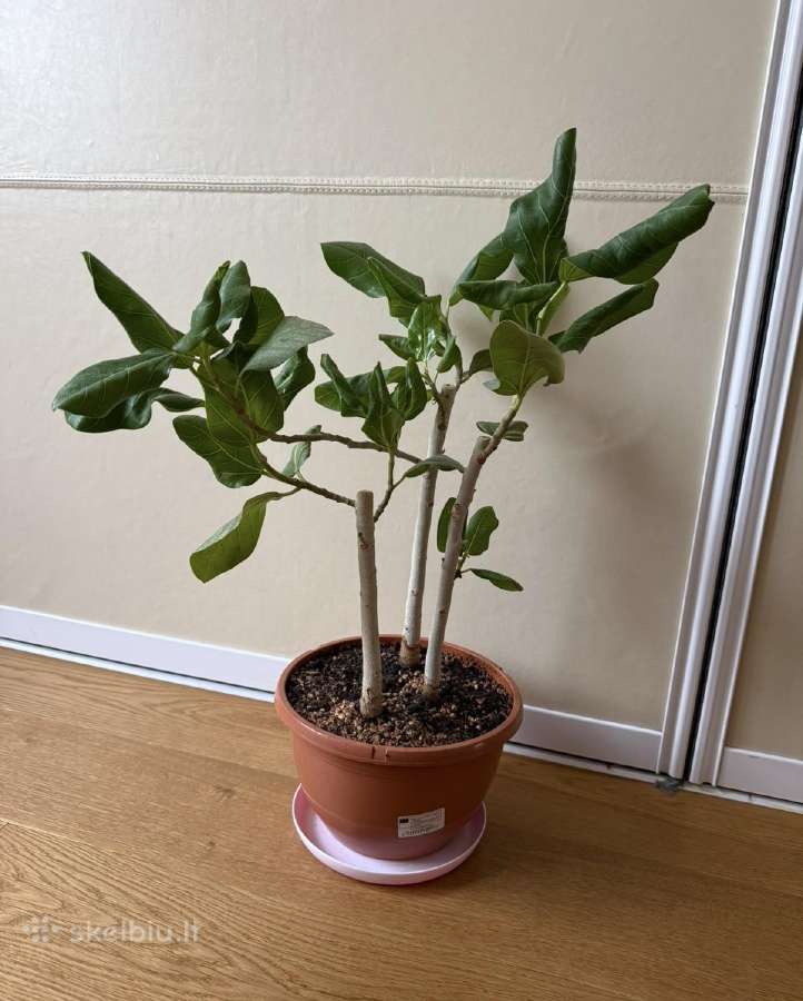 Ficus benghalensis 'Audrey' - nuotraukos Nr. 2
