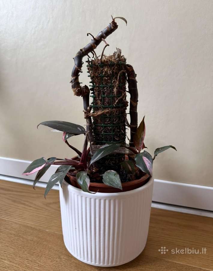 Philodendron Pink Princess - nuotraukos Nr. 2