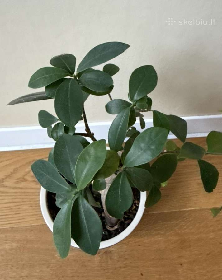 Ficus Bonsai - nuotraukos Nr. 2