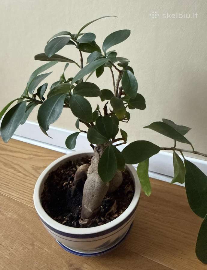 Ficus Bonsai - nuotraukos Nr. 3