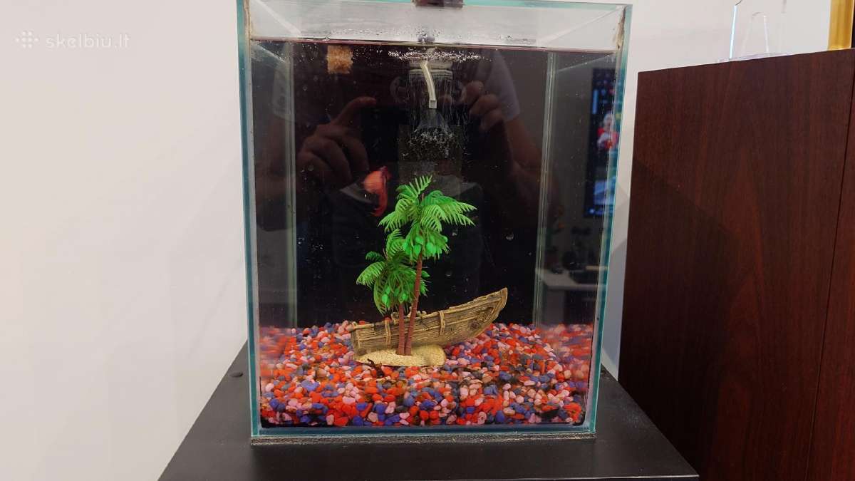 20l akvariumas su zuvytemis, spintele ir priedais - nuotraukos Nr. 2