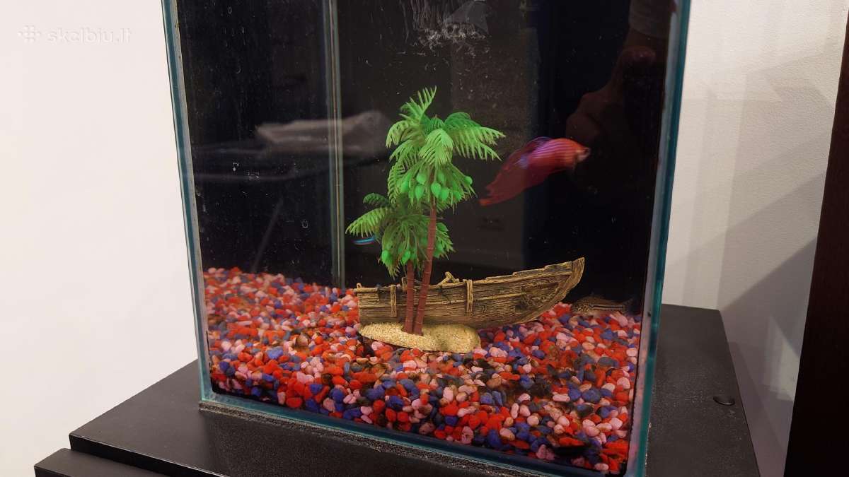20l akvariumas su zuvytemis, spintele ir priedais - nuotraukos Nr. 11