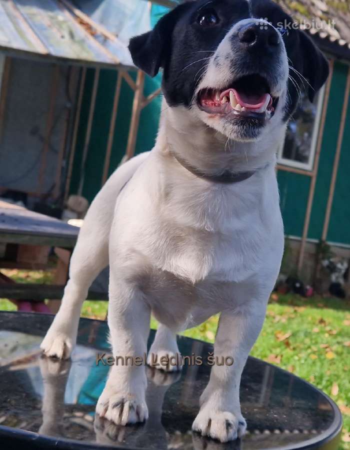 Jack Russell Terrier vada - nuotraukos Nr. 3