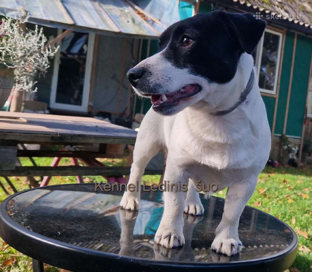 Jack Russell Terrier vada - nuotraukos Nr. 4