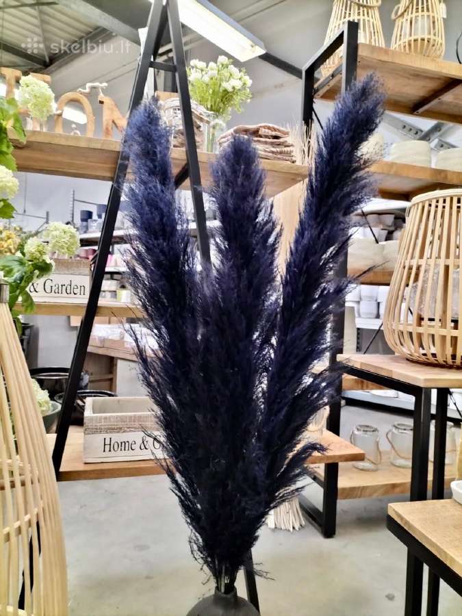Natūralios pampos žolės juodos tik 8€ už 3 vnt - nuotraukos Nr. 3
