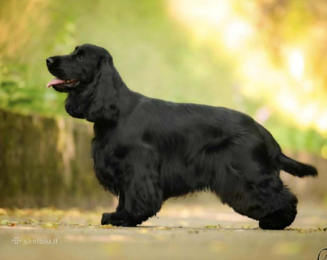 Anglų koker spanieliai / Lkd / Fci - nuotraukos Nr. 5