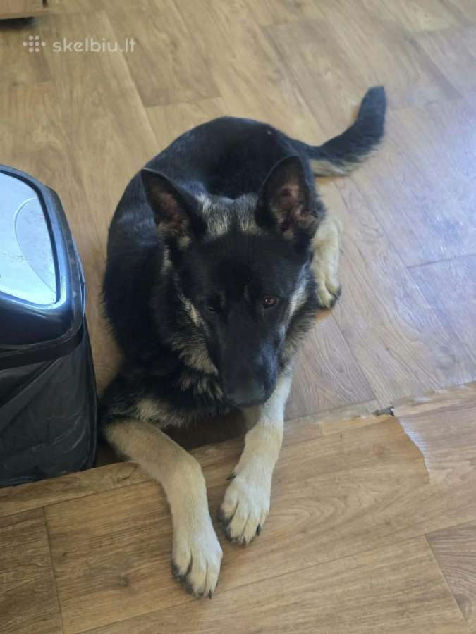 Rytų Europos aviganiai - nuotraukos Nr. 4