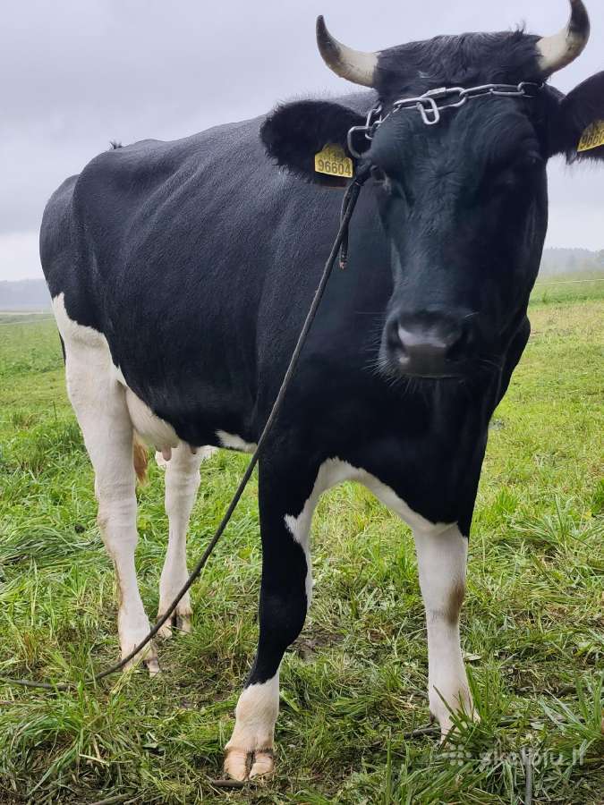Parduodu pirmaveršia karve - nuotraukos Nr. 2