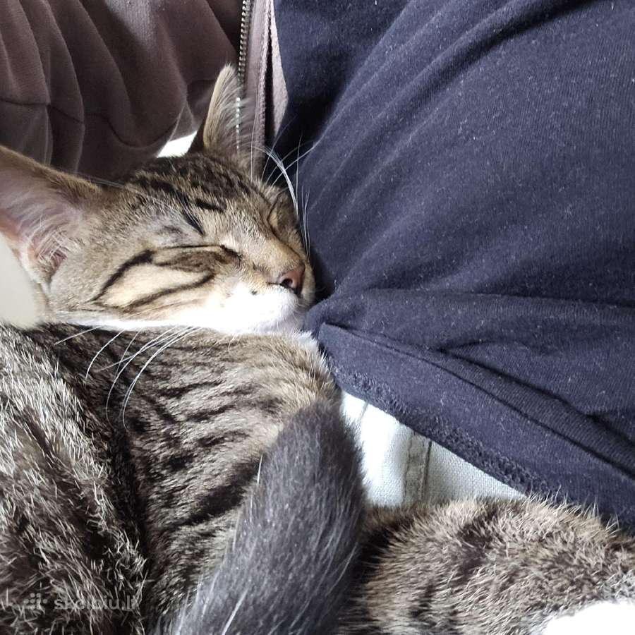 5 mėn. kačiukas ieško namų - nuotraukos Nr. 5